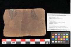 Foto (Objekt + Etikett) von Quercus palaeoilex Ettingshausen (NHMW-GEO-2024-0188-0947)